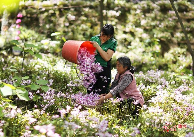 石斛花开铺就致富路