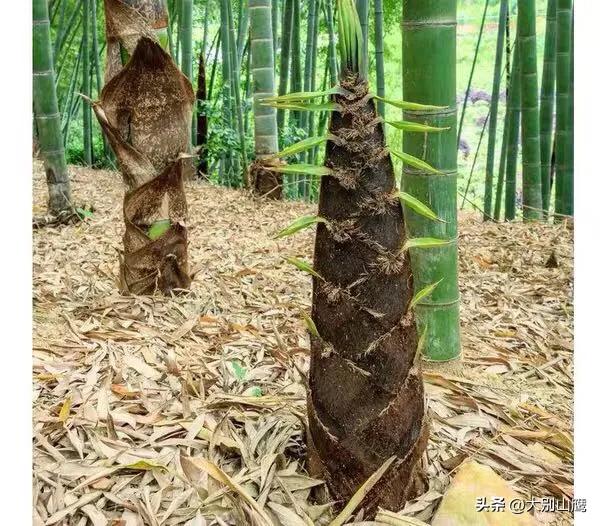 楠竹的生物特性、使用价值及种植技术