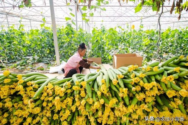 丝瓜如何种植管理才能更优质更高产？记住这6个种植管理技巧