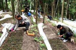 福建金线莲怎样种植(金线莲的特性与林下套种金线莲技术)