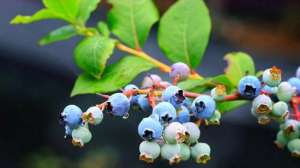 什么时候适合种植蓝莓(经历过一次“失败”，才知盆栽蓝莓应该这样栽培，完美避坑)