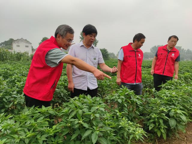 辣椒种植机械化 省时省钱农民夸，郑州蔬菜研究所助力柘城推广朝天椒机械直播技术