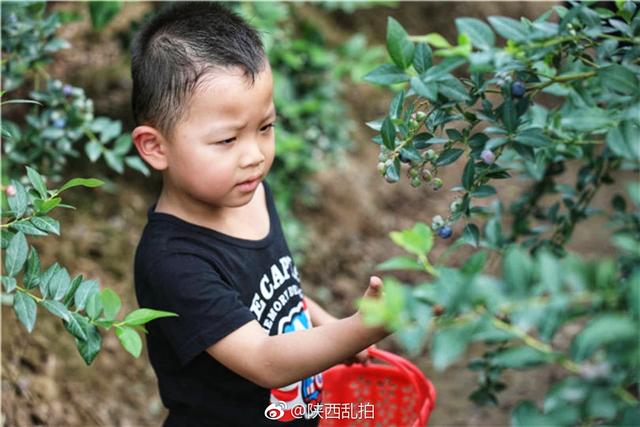 无蓝莓不夏天｜周至九峰藏了个百亩蓝莓园 不要门票任你吃到饱！