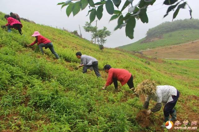 奉节：闲地变“宝地” 中药材开出增收致富“药方”