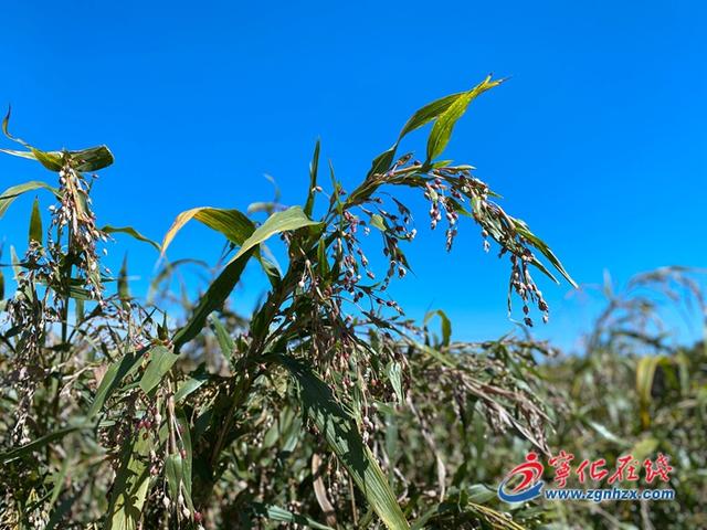 宁化淮土镇：薏米种植铺就致富路