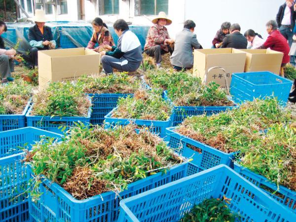 曾经偏僻落后的金华小山村借“仙草”石斛走上致富路