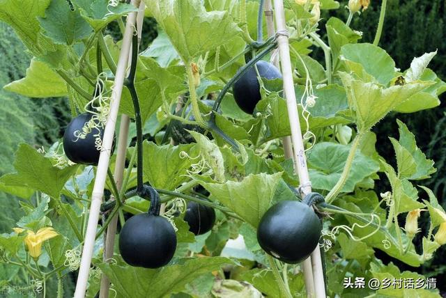 种植苦瓜、丝瓜、南瓜，这些高产管理秘诀不能不学，连续结瓜不断