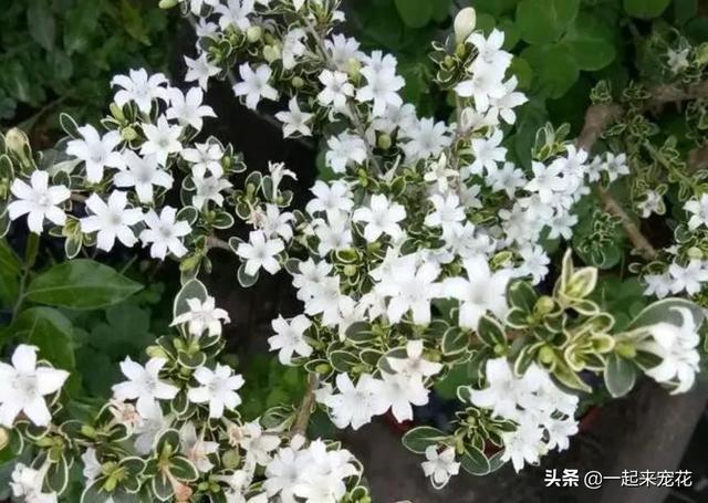 5种漂亮的“香水花”，适合客厅盆栽，好养好看，越养越值钱