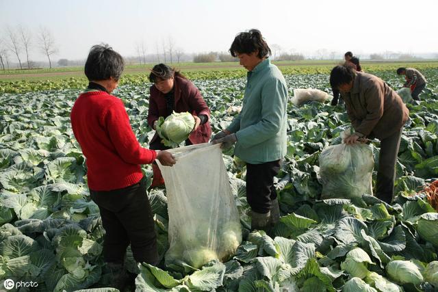 结球甘蓝夏季高产栽培有技巧，播种育苗、精细管理，看完便知