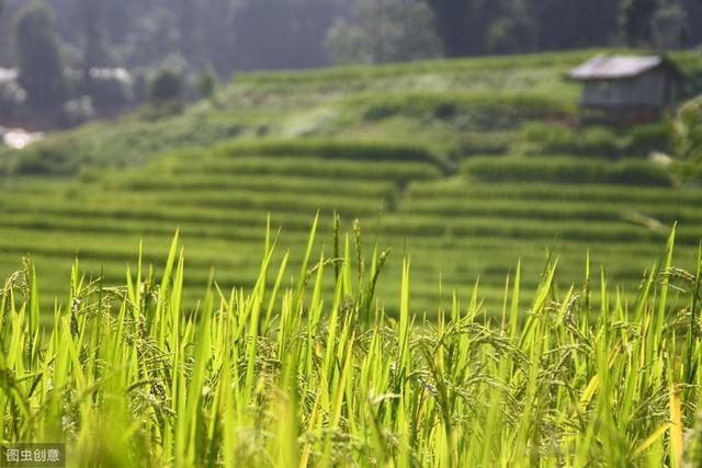 萍乡市水稻规模化直播技术，掌握种植方法，你也能致富