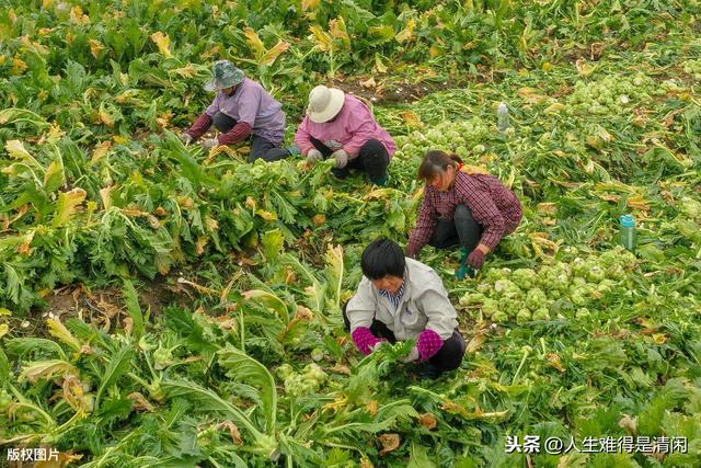 榨菜高产种植技术，做好以下几点，产量立马提上去