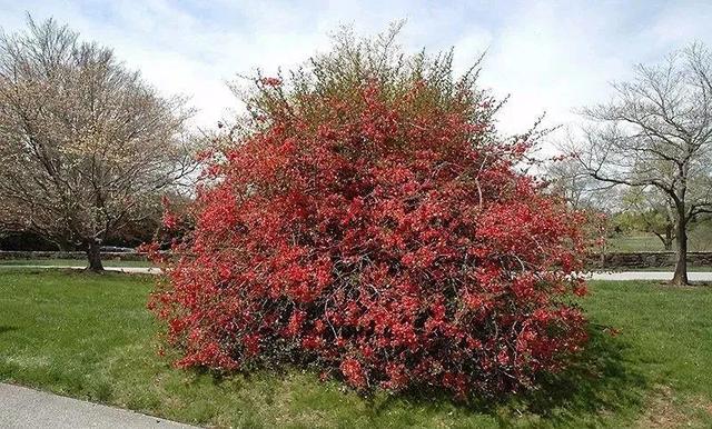 庭院花园不可错过的6种开花植物，你最爱哪一个？