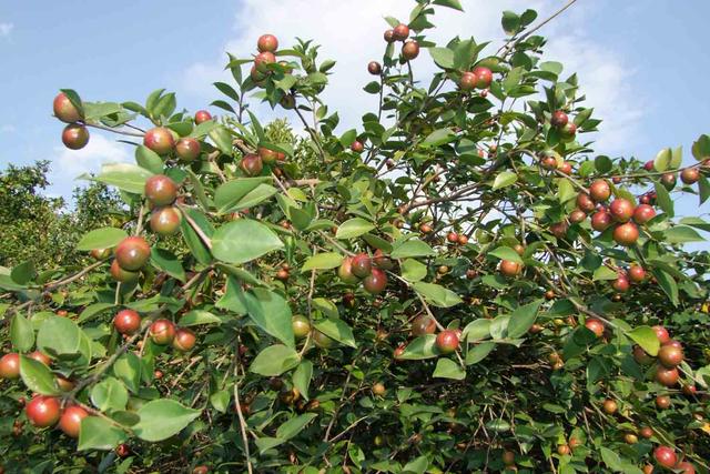 豫南山区怎样做油茶林建设的？及怎样做到茶油高产？方法全在这里