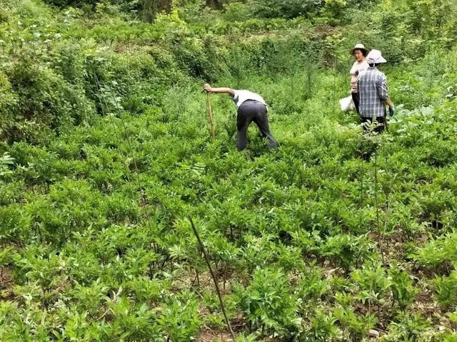 独家揭秘：药材种植的全过程，带你赢在药材市场起点！