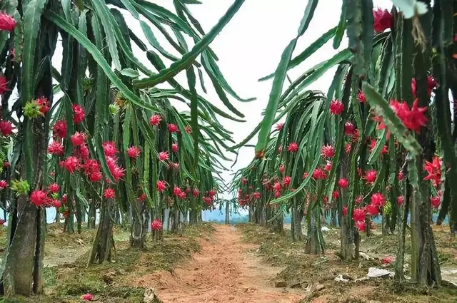 火龙果种植技术【推荐收藏】