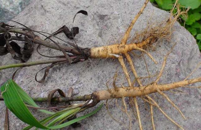 柴胡种植的经济效益如何？