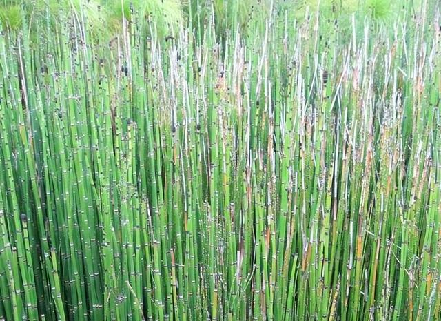 节节草的习性、生长环境、养殖技巧、注意问题