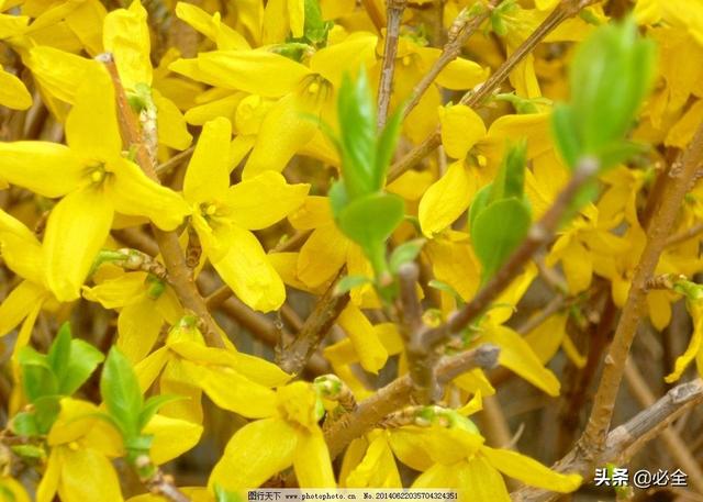 那些你不知道的地被、花卉植物种植规范，你值得拥有