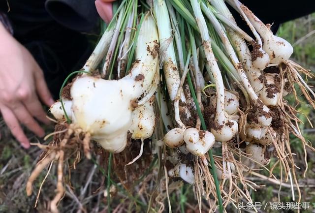 野藠头，农村特有的野菜，味道好营养价值高，你吃过吗？