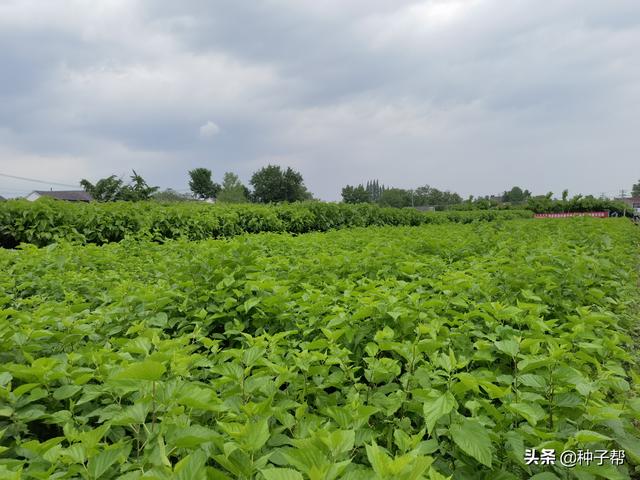 自从有了蛋白桑，新疆、内蒙都能种多年生的饲草，而且能收割20年