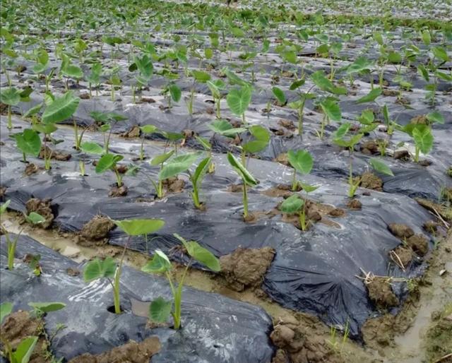 为什么别人种植的芋头既高产又优质？这些种植要点一个都不能少