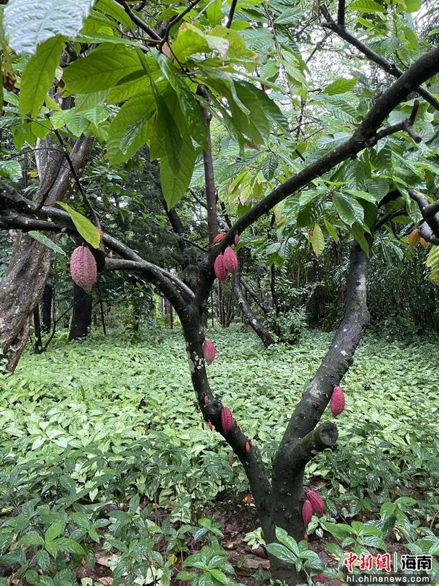 海南万宁兴隆热带植物园这种农作物成“新宠” 供不应求价格翻番