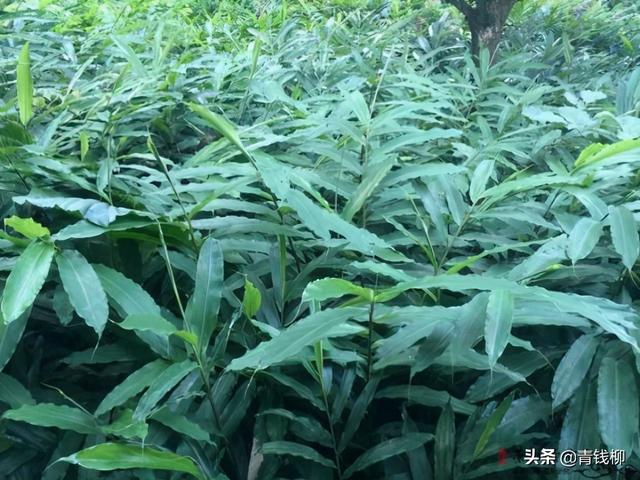 基金项目：长泰砂仁优质高产栽培技术