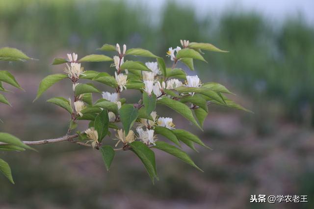 金银花春季种植，当年可采收！从定植到管理，你需要了解这5方面