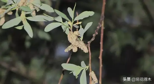 被誉为“胭脂树”的东北珍稀树种：钻天柳