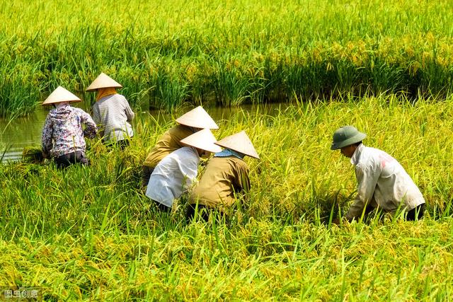 萍乡市水稻规模化直播技术，掌握种植方法，你也能致富