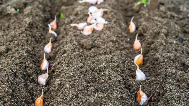 7步神秘大蒜种植法，你绝对没听说过！