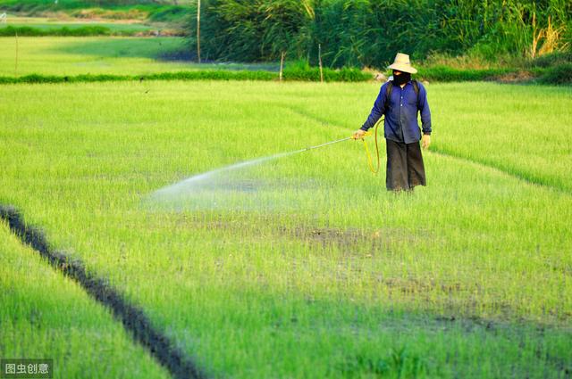 萍乡市水稻规模化直播技术，掌握种植方法，你也能致富