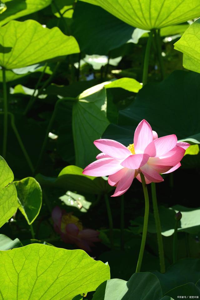 缤纷花海，荷花培养小窍门