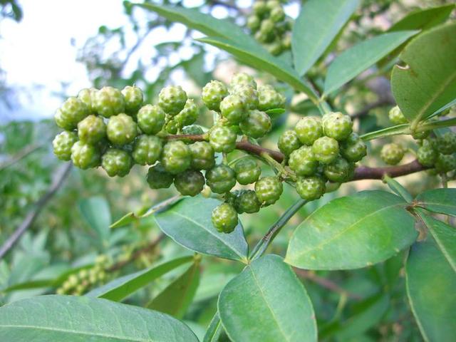 花椒？麻椒？藤椒？分的清吗？哪种更适合你，进来尝尝就知道啦！