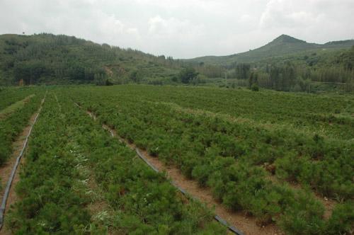 油松造林种植技术，结合科学，专业的养护管理以提高树苗的成活率