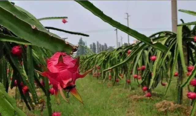 火龙果种植技术【推荐收藏】