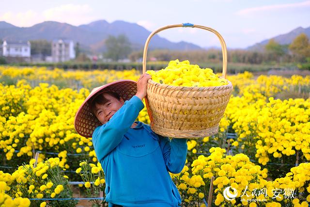 安徽黄山：小菊花写就乡村振兴大文章