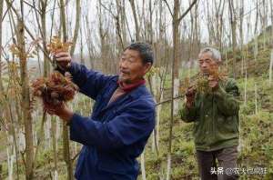 香椿树种植价值(农村俗语“香椿过屋，主人恐伤”什么意思？栽种香椿树有啥讲究？)