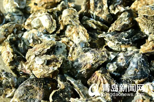 青岛这种海鲜，现在肥透了！已大量上市…在这里还能白捡