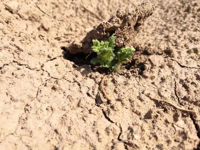 农用酵素管理的有机黄芪田间种植技术