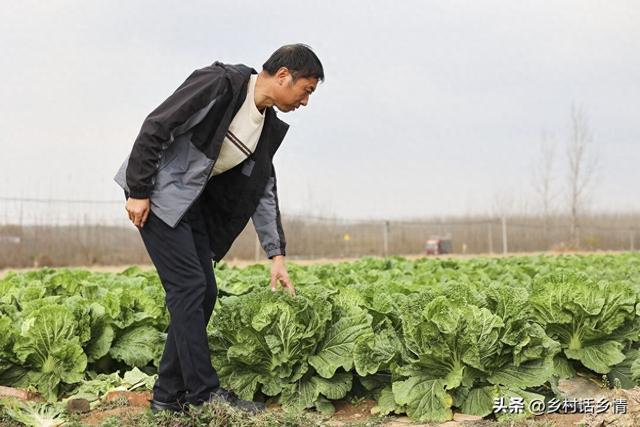 秋分种植管理忙，菠菜小葱全种上，白菜浇水把肥上，还可以种什么