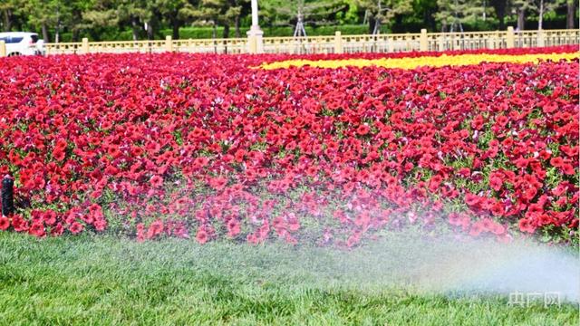 28万余株花卉装点北京天安门广场