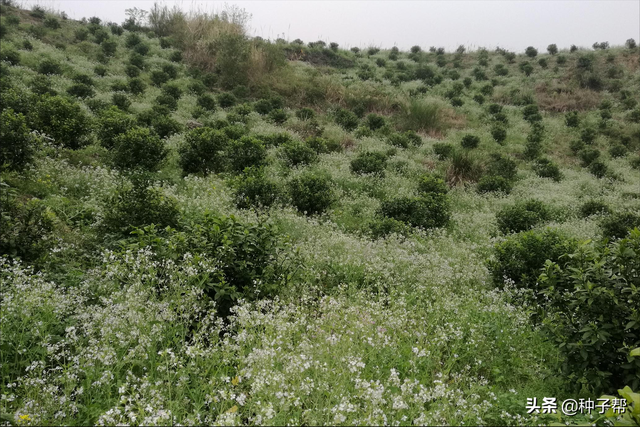 江西脐橙园种植绿肥？肥田萝卜有哪些优点？种植用量以及翻压介绍