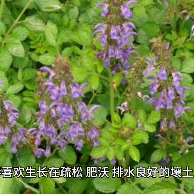 #中药材#种植技术#