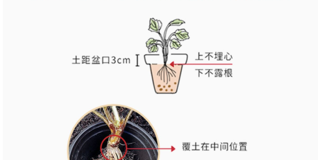 入秋后种一盆草莓吧，栽种方法和细节都分享给你，冬季收获满满