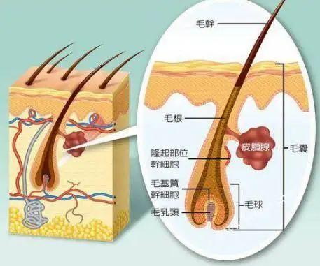 毛囊健康很重要，保护珍稀资源动起来