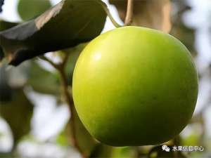 奶果种植条件(牛奶青枣、苹果枣，是同一种品种吗？)