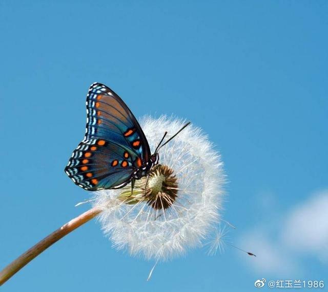 永不凋谢的木兰花