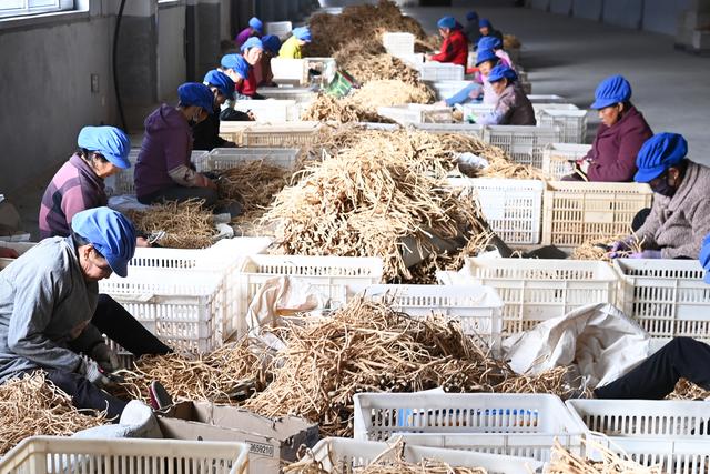 （经济）甘肃岷县：药材加工晾晒忙