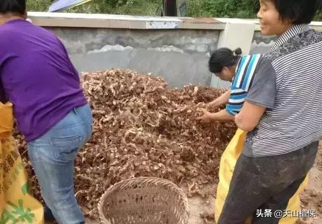 黄精，农村的作物，市场稀缺，种家少，种植前景好